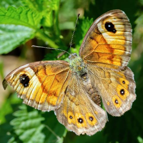 Lasiommata maera